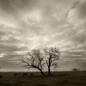 Trees, Cows And Clouds