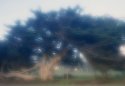 Cypress
