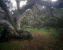 The Tree Is The Trail