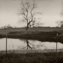 Tree And Fence