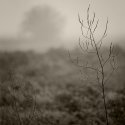Weeds, Webs And Fog
