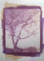 Oak Tree