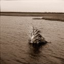 Hickory Mound 8