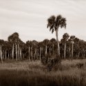 Hickory Mound 12