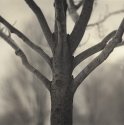 Frosty Tree