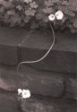 Driveway Flower