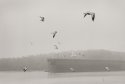 Seagulls In The Taconite Harbor