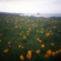 Pacific Valley Poppies