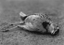 Fallen Beauty