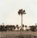 Palm (print)