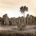 Palms (print)