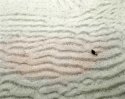 Sand Ripple With Pigeon