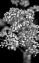 Baby's Breath