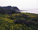 Moonstone Beach Wildflowers