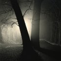 Night Walk Along Eagle Creek