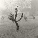 Carmichael Grape Stump