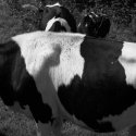 Cows