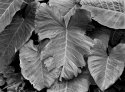 Leaves Oahu, Hi
