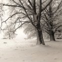 Trees In Snow 23