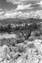 Big Bend Ocotillo