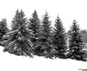 Trees In Winter