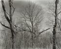 Forest Rhythms #2