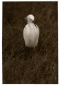Snowy Egret
