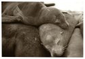 Sleeping Pile Of Seals