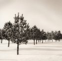 Trees-in-snow-025