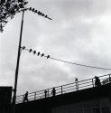 Birds And Men