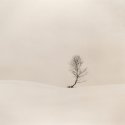 Trees-in-snow-026