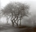 Cemetary Fog Trees