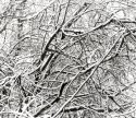 Tree Snow