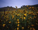 Fiddlenecks (pinhole)