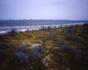 New Life At Soda Lake