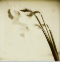 Daffs