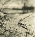 Beach Roots 10
