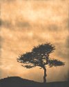 Lone Tree