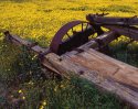 Old Plow, New Wildflowers