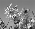 Star-magnolia