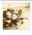 Dead Flowers