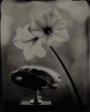 Amaryllis And Ursus