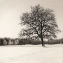 Trees-in-snow-036