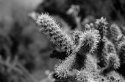 Various B&w