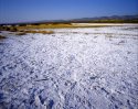 The Tenacious Goldfields Of Soda Lake
