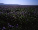 The Mountains And The Purple Majesty
