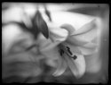 My First Dry Glass Plates