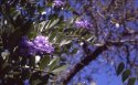 Mountain Laurel Bloom