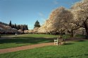 University Of Washington Quad, Spring 2010