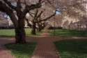 University Of Washington Quad, Spring 2010